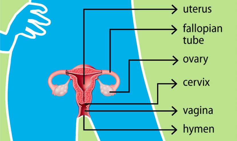 Reproductive cycles in females - MedCrave online